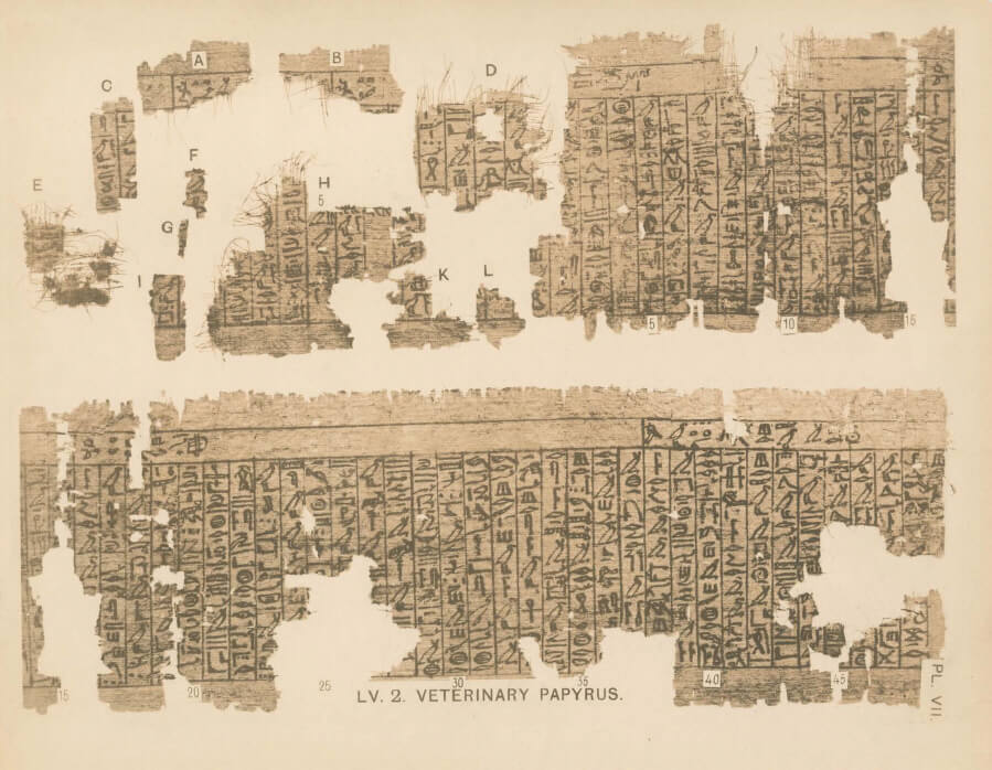 Kahun Papyrus on veterinary medicine © Wikipedia