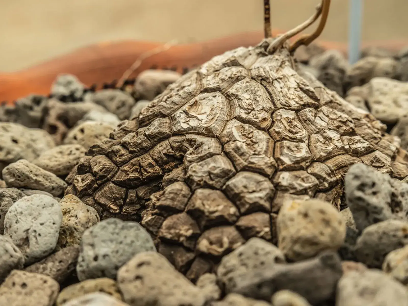 Closeup of a Dioscorea mexicana, Mexican yam or cabeza de negro © Pijarn Jangsawang